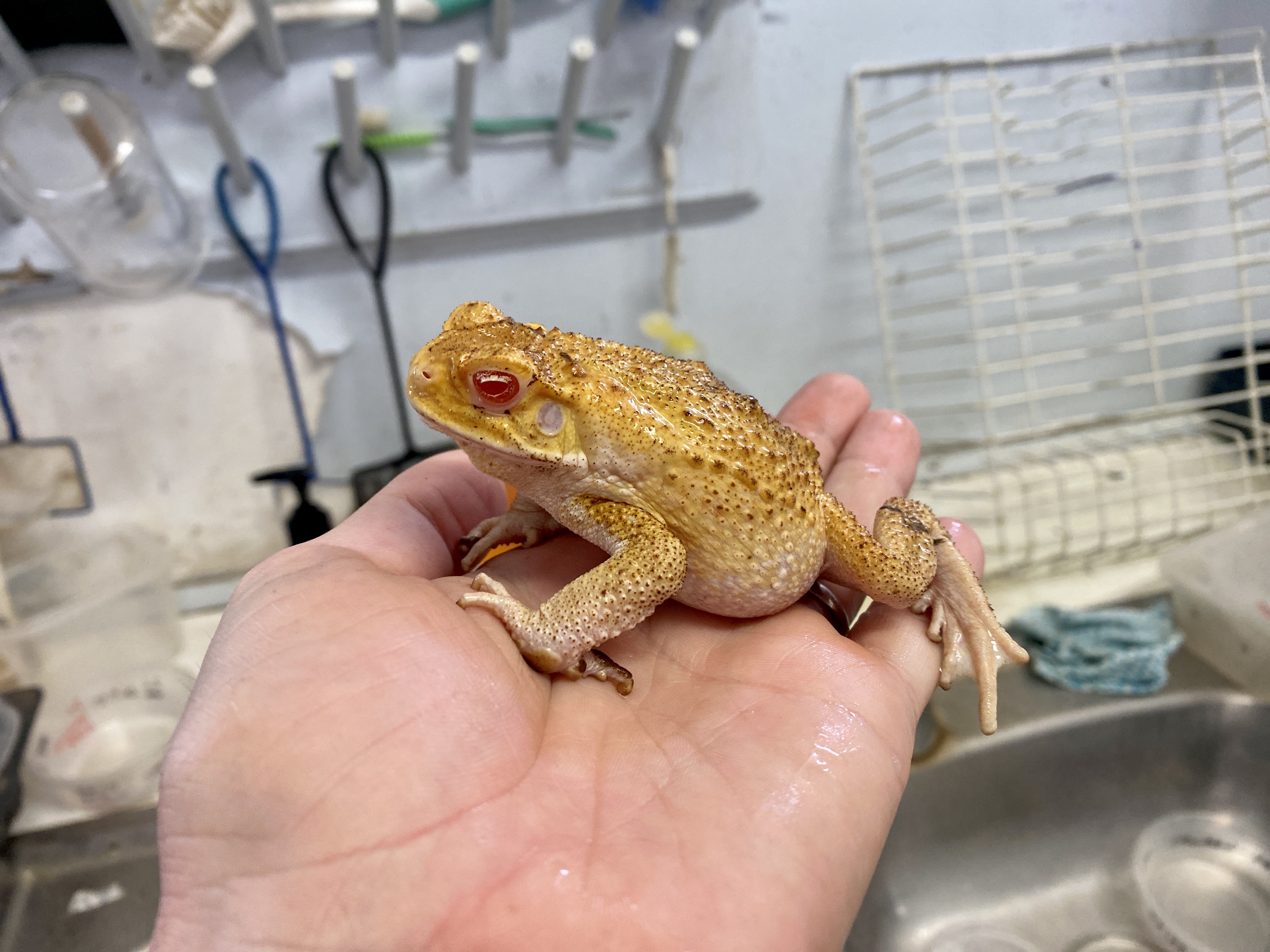 Albino toad Chris Jolly