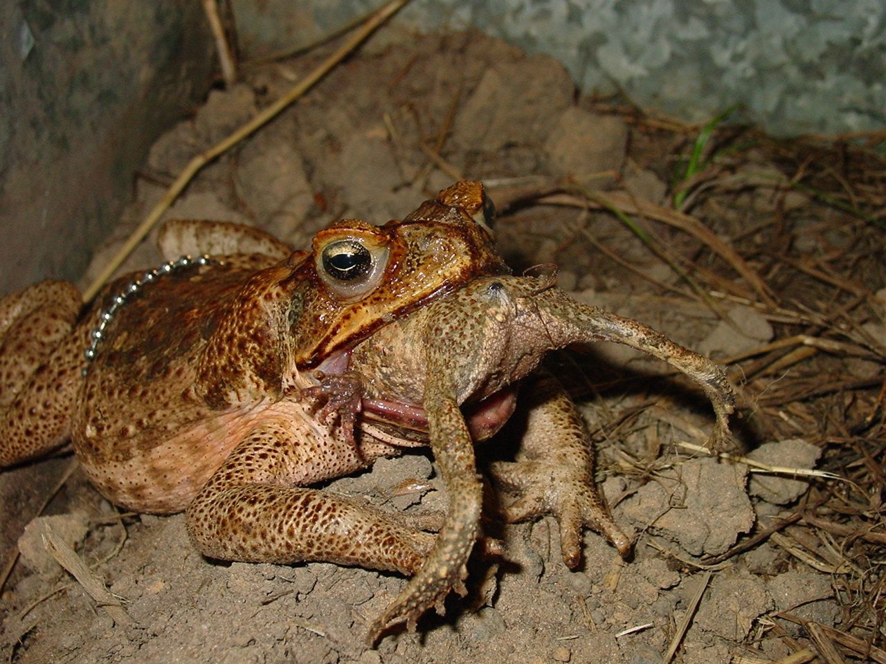 BABY TOADS