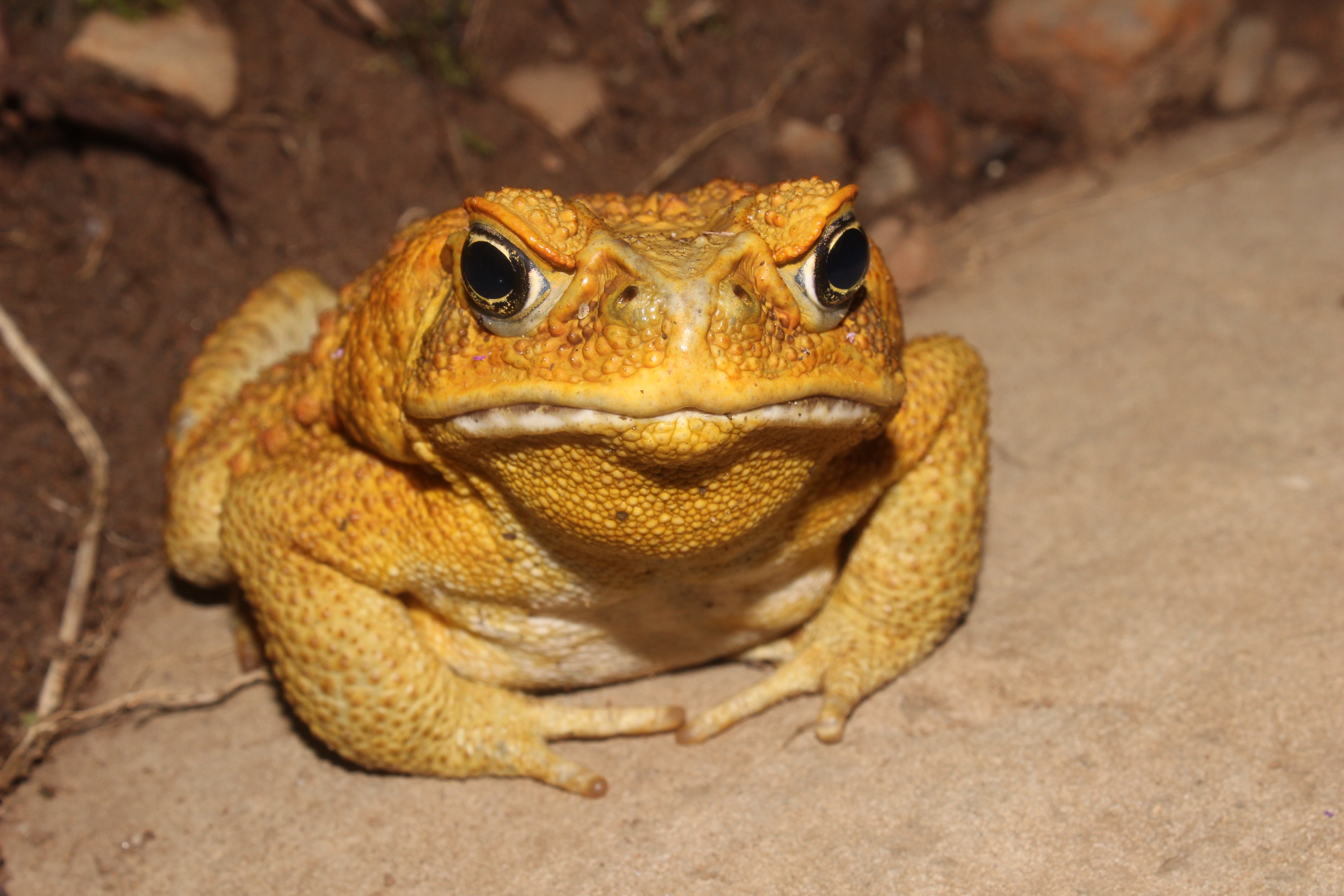 Cane Toad Biology