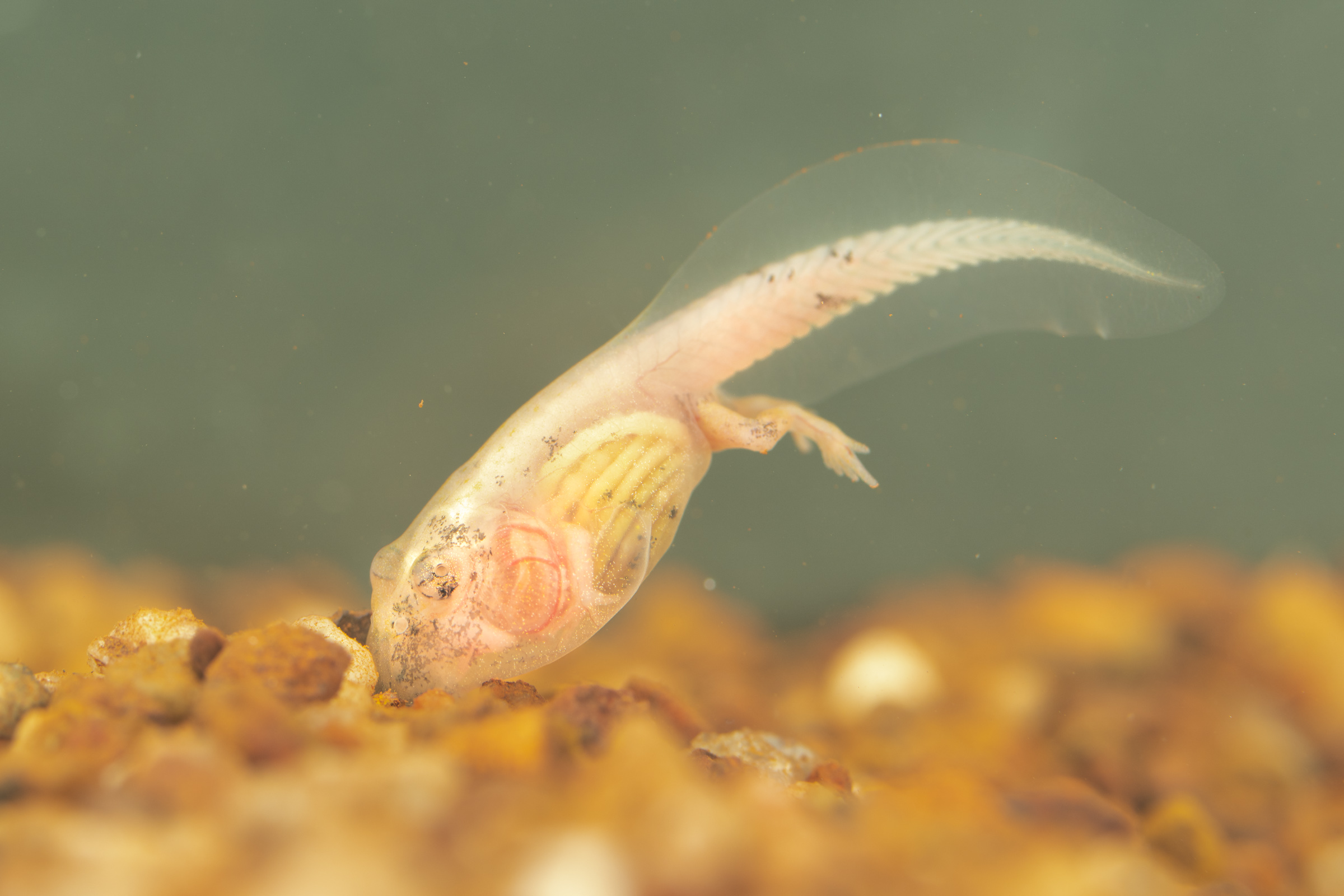 Albino tadpole Etienne2