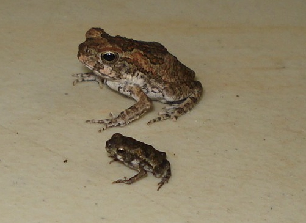 BABY TOADS