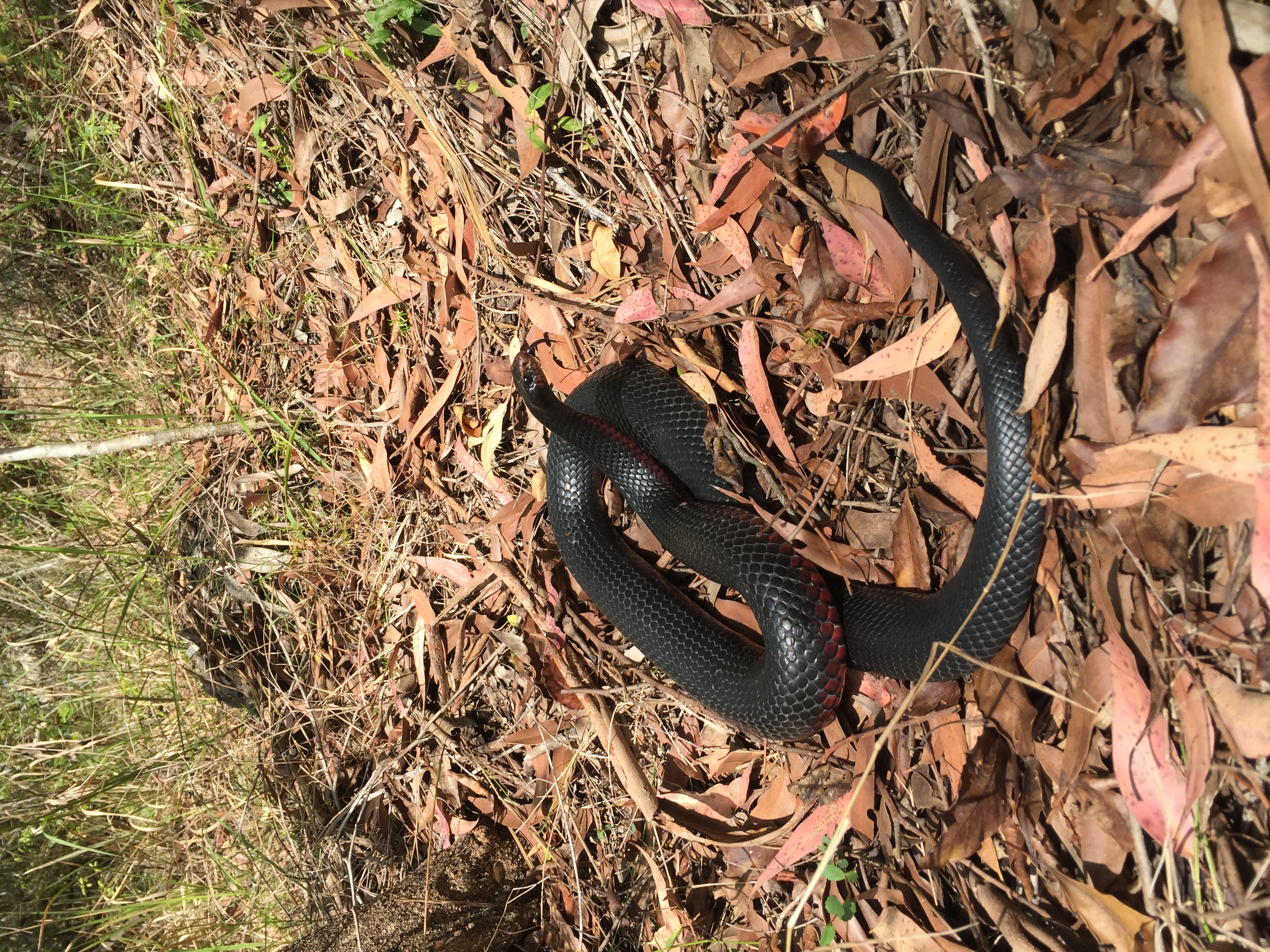 Red Bellied Black Snake