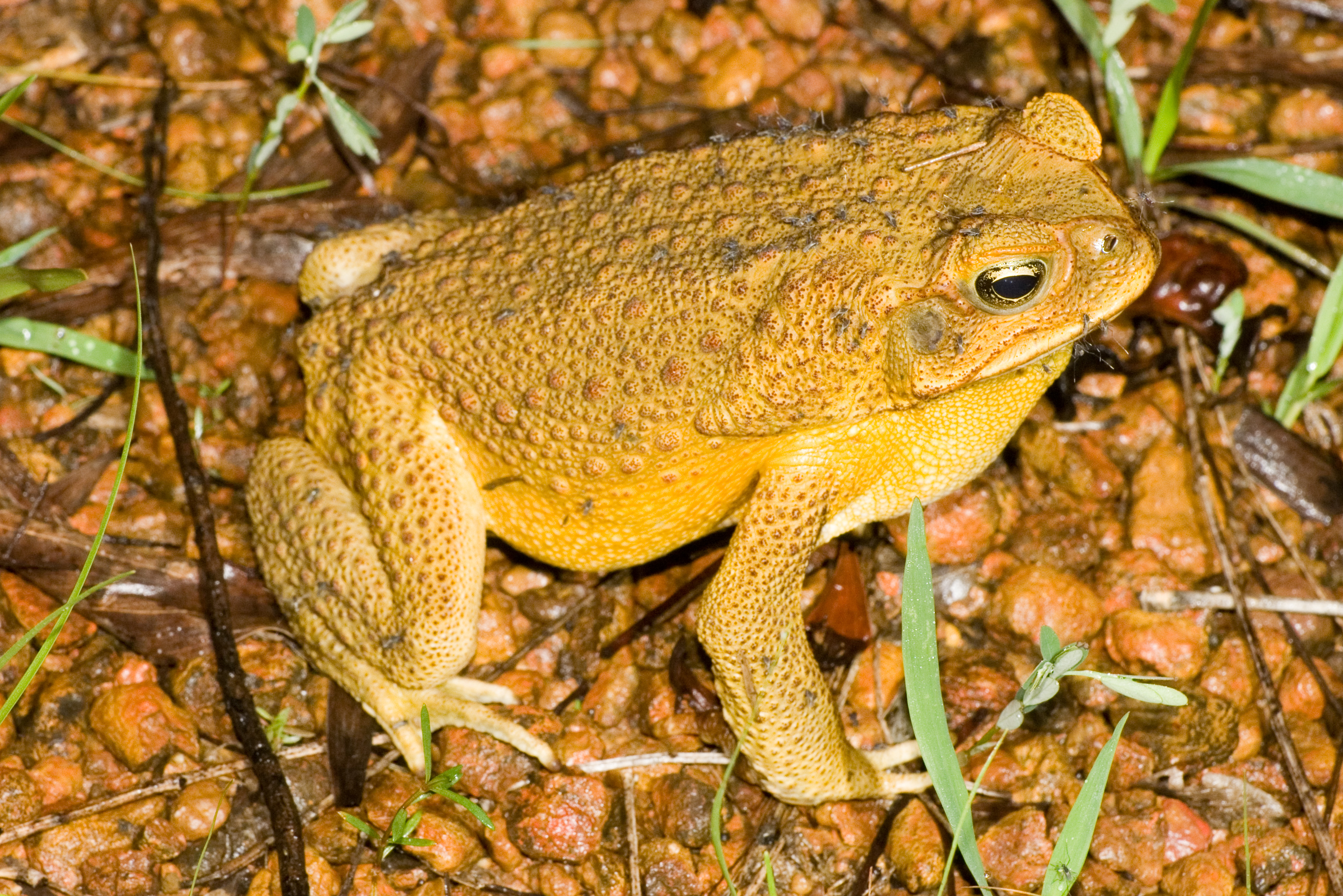 Sex Life of Cane Toads