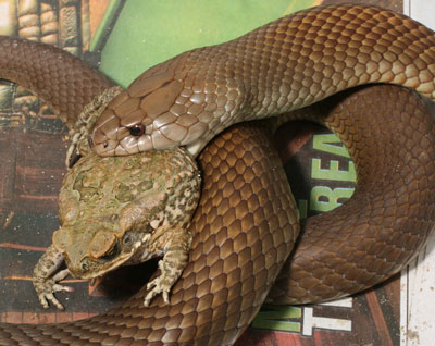 King brown snakes readily seize toads.
