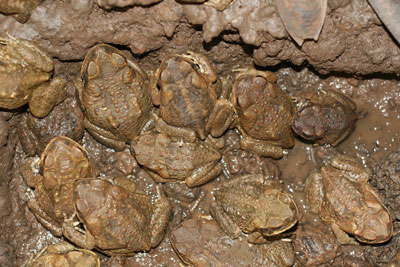 Cane Toads in mud
