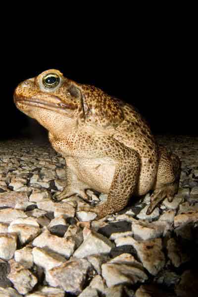 Toad with parasite